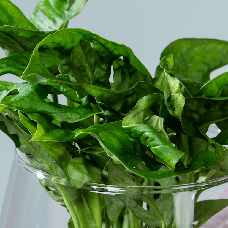 blume2000 Waterplant Monstera 'Adansonii' im Glas 50% Rabatt für begrenzte Zeit