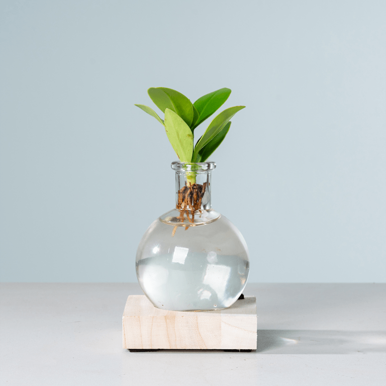 blume2000 Waterplant Balsamapfel 'Rosea' im Samoaglas mit LED Rabatte dieses Monats