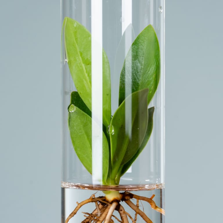 blume2000 Waterplant Balsamapfel 'Rosea' im Reagenzglas Online