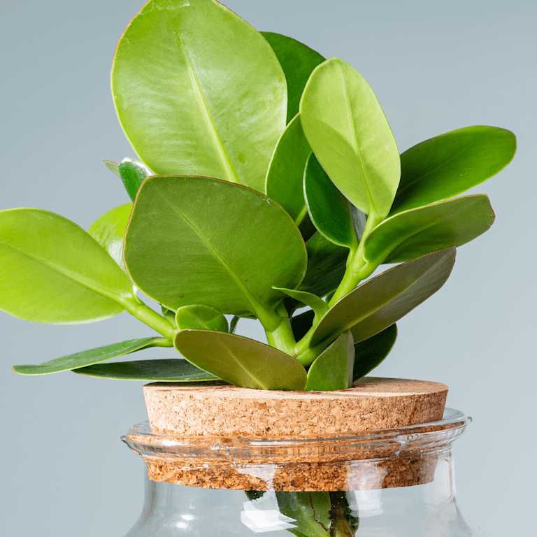 blume2000 Waterplant Balsamapfel 'Rosea' im Glas Auslauf