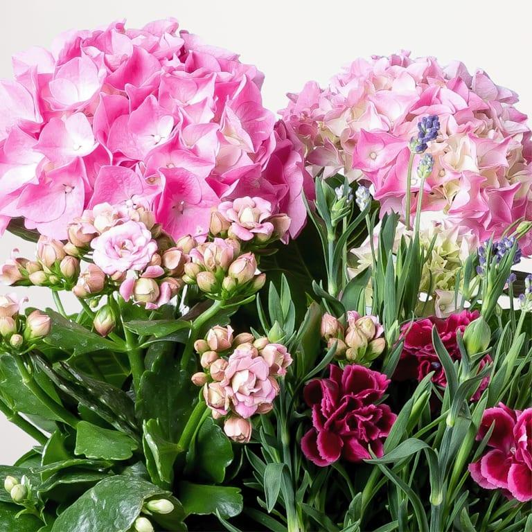 blume2000 Blühpflanze im Topf Blütenwunder Verkauf