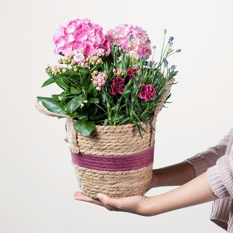 blume2000 Blühpflanze im Topf Blütenwunder Verkauf