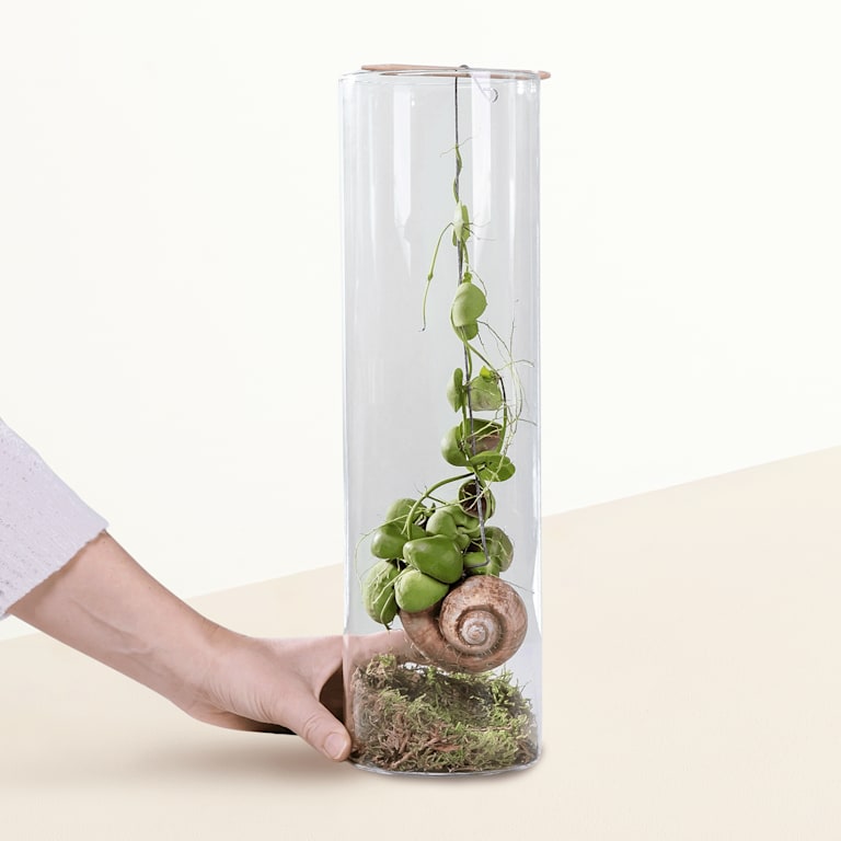 blume2000 Grünpflanze im Topf Hängepartie Angebote