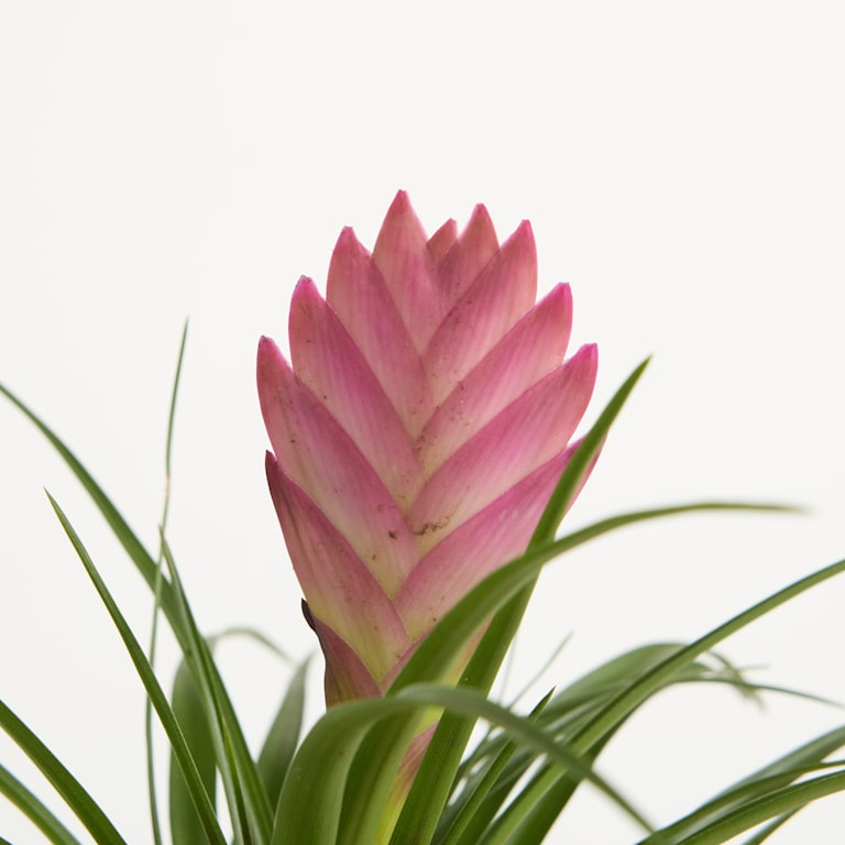 blume2000 Blühpflanze im Topf XOXO im Angebot