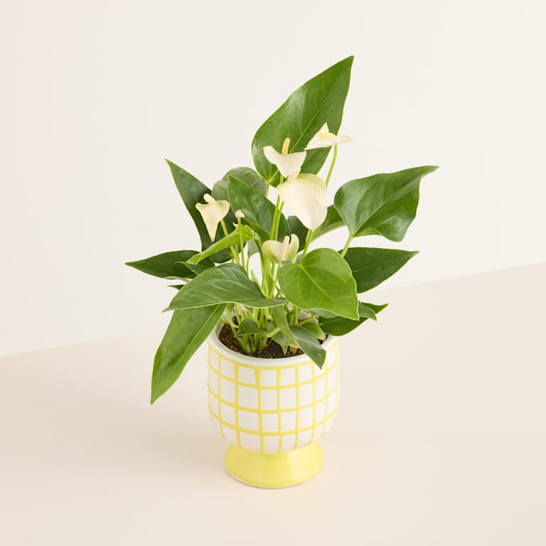 blume2000 Blühpflanze im Topf White Wave Schlussverkauf