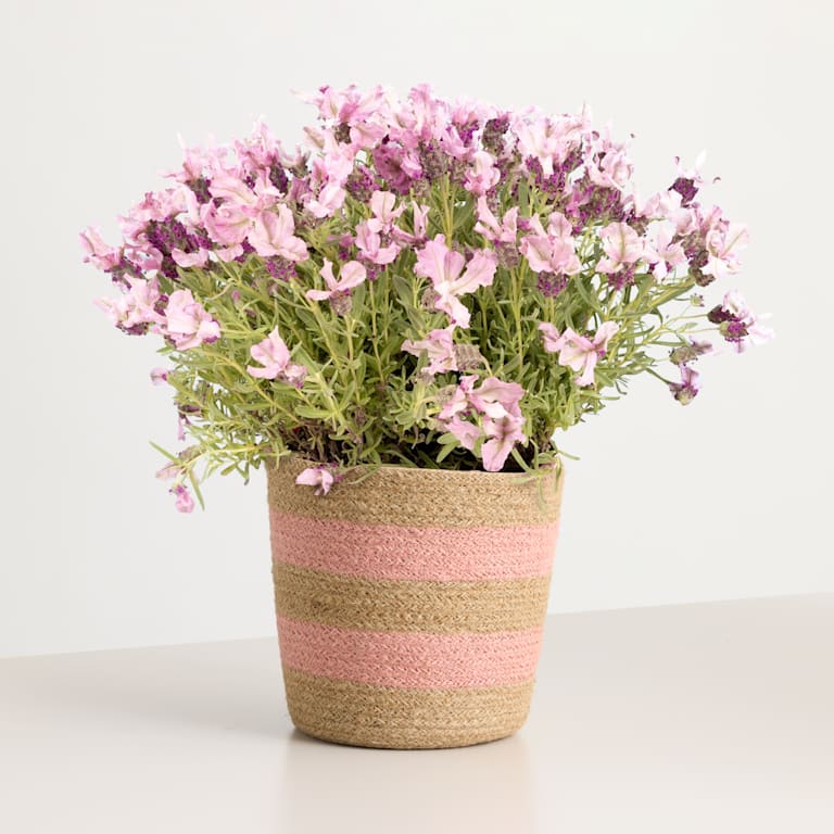 blume2000 Blühpflanze im Topf Lavender Haze Günstiger Verkauf