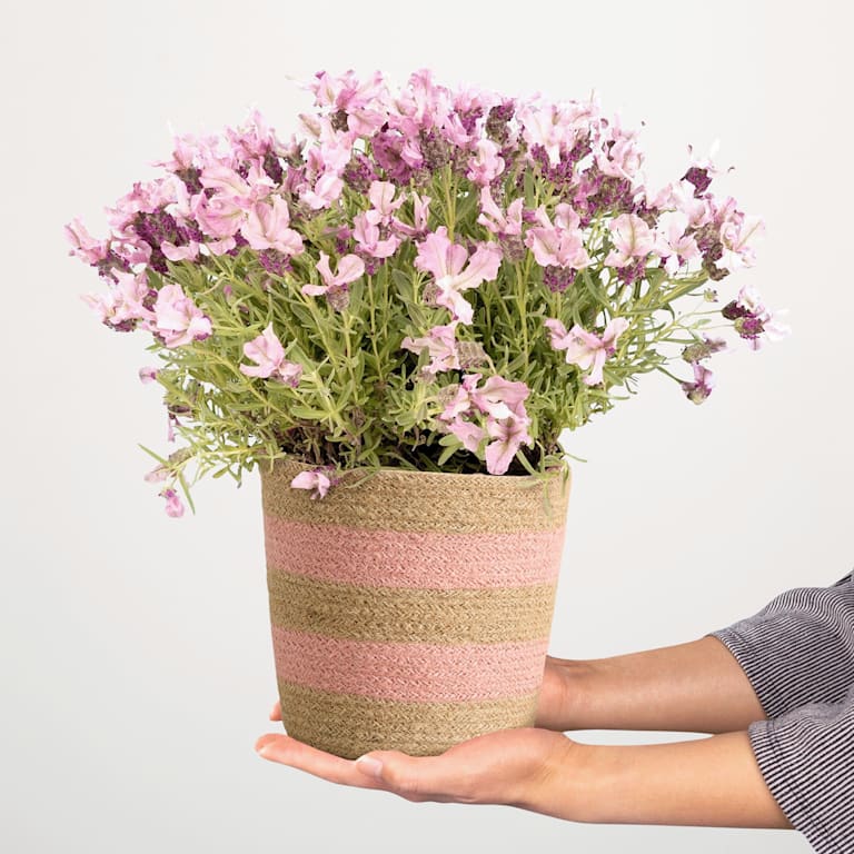 blume2000 Blühpflanze im Topf Lavender Haze Günstiger Verkauf