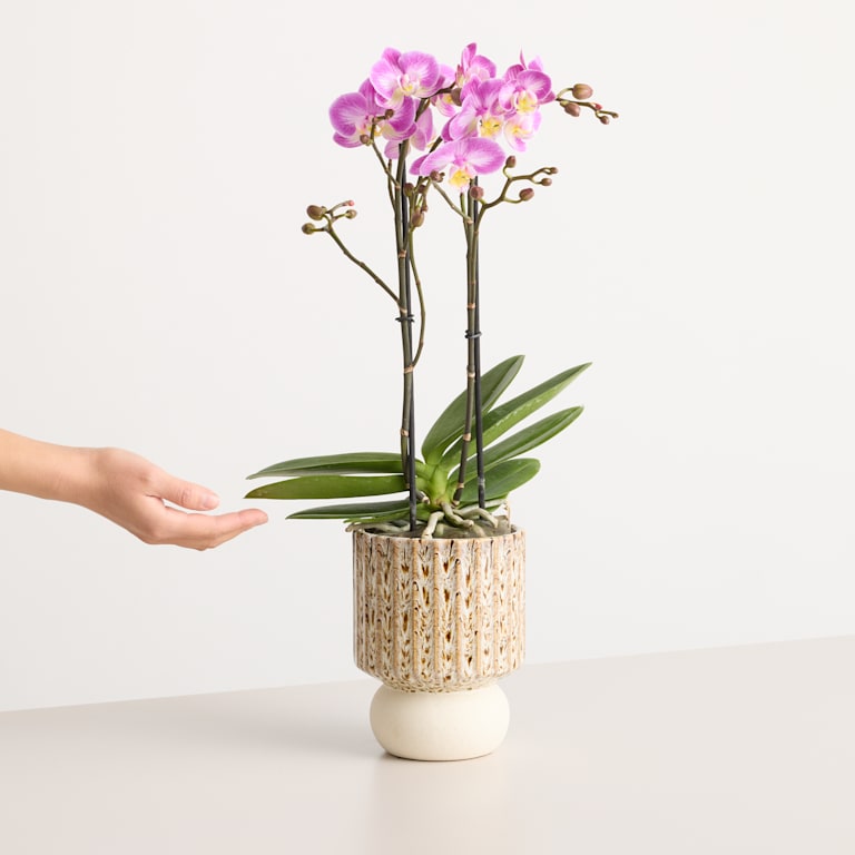blume2000 Orchidee im Topf Silky Blush Fabrikverkauf