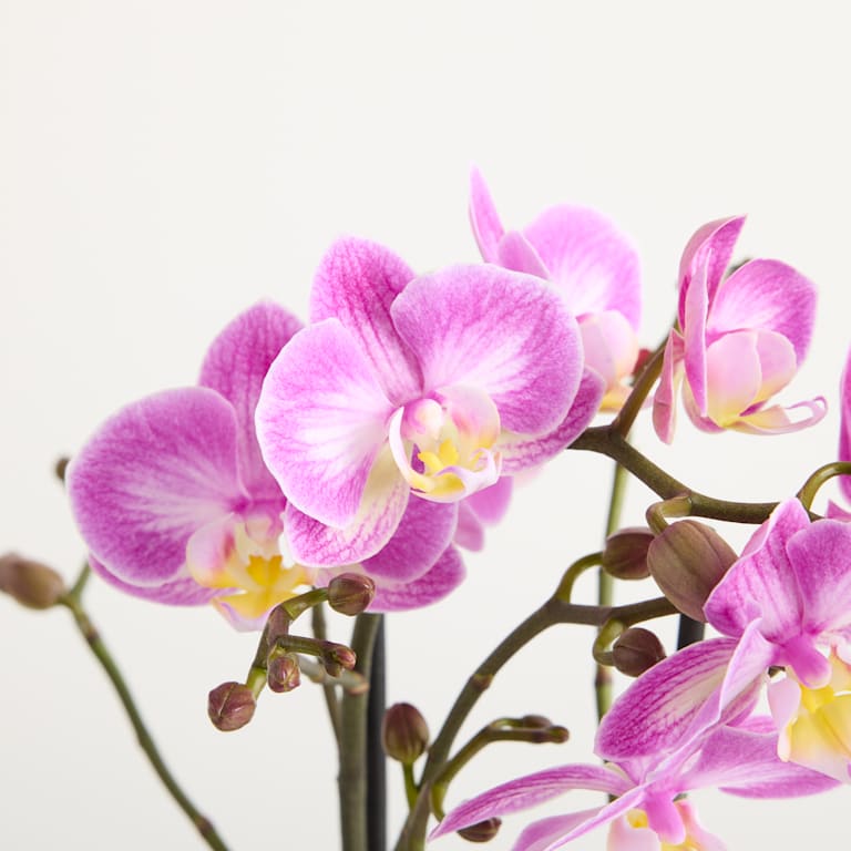blume2000 Orchidee im Topf Silky Blush Fabrikverkauf