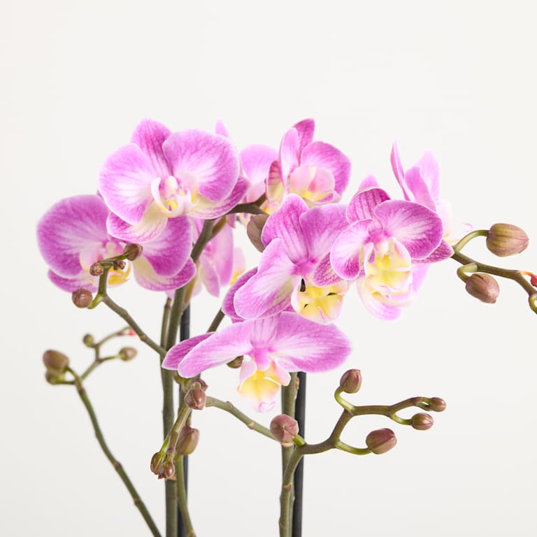 blume2000 Orchidee im Topf Silky Blush Fabrikverkauf