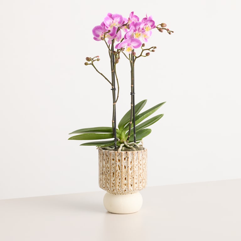blume2000 Orchidee im Topf Silky Blush Fabrikverkauf