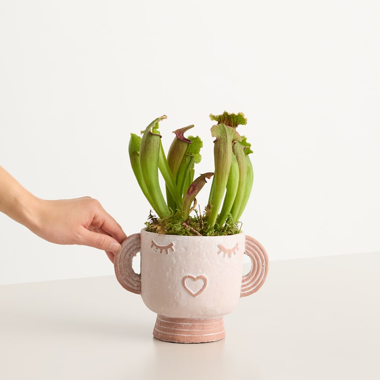 blume2000 Grünpflanze im Topf Happy Plant Meist gekauft