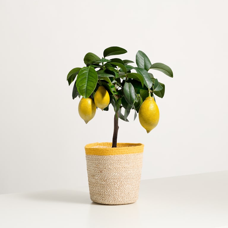 blume2000 Grünpflanze im Topf Little Lemon Kostenloser Versand
