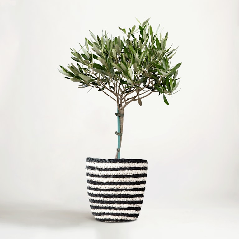 blume2000 Grünpflanze im Topf Little Olive Limitierter Zeitrabatt