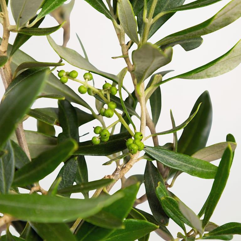 blume2000 Grünpflanze im Topf Little Olive Limitierter Zeitrabatt