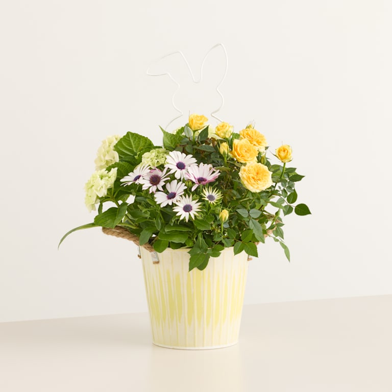 blume2000 Orchidee im Topf Happy Easter mit Diebesgut Honig 250g Fabrikpreis