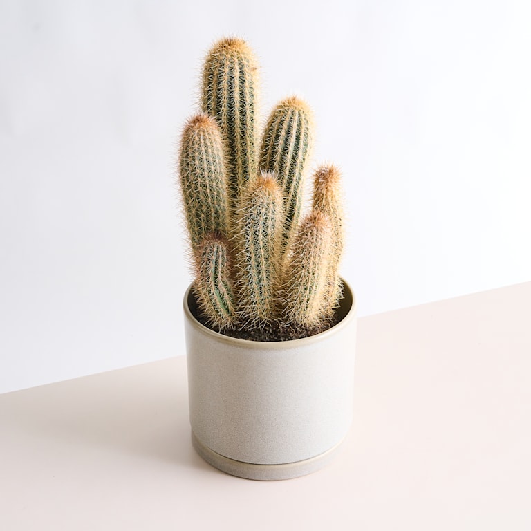 blume2000 Blauer Säulenkaktus 'Braunii' Flash Sale