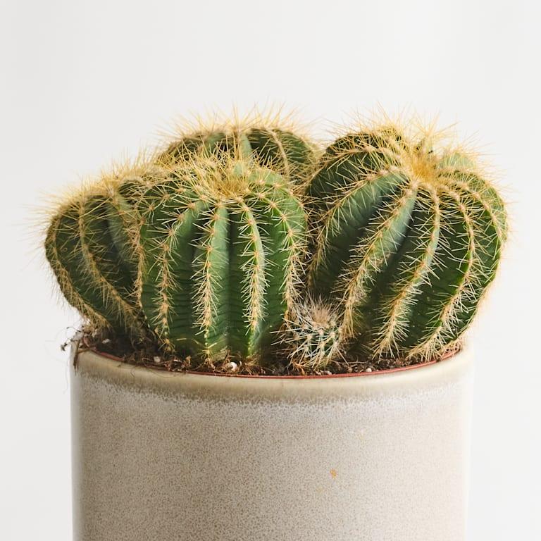 blume2000 Notokaktus 'Magnificus' M Online Shopping