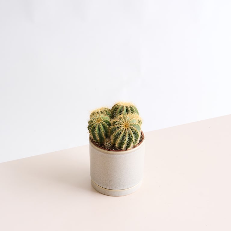 blume2000 Notokaktus 'Magnificus' M Online Shopping