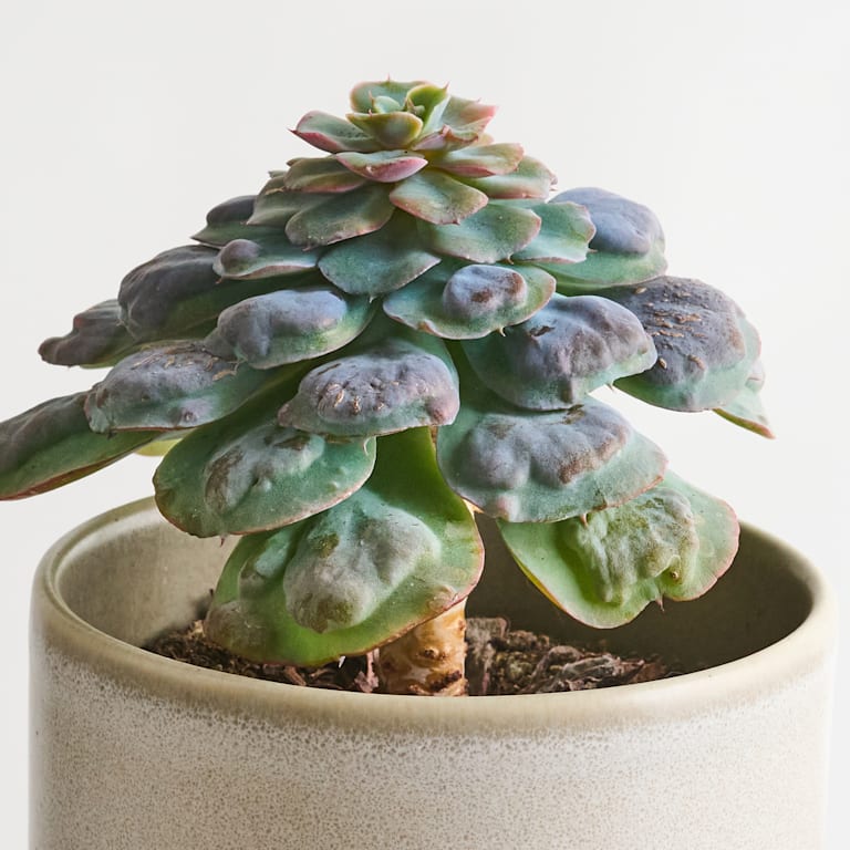 blume2000 Echeveria 'Blue Heart' Exklusivangebot