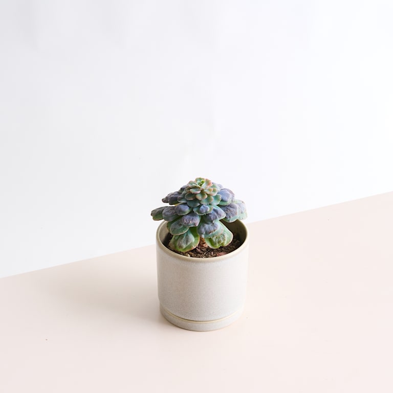 blume2000 Echeveria 'Blue Heart' Exklusivangebot