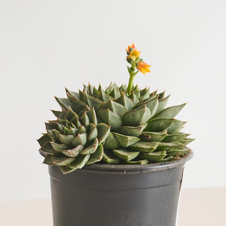 blume2000 Echeveria 'Fabiola' Preisnachlass
