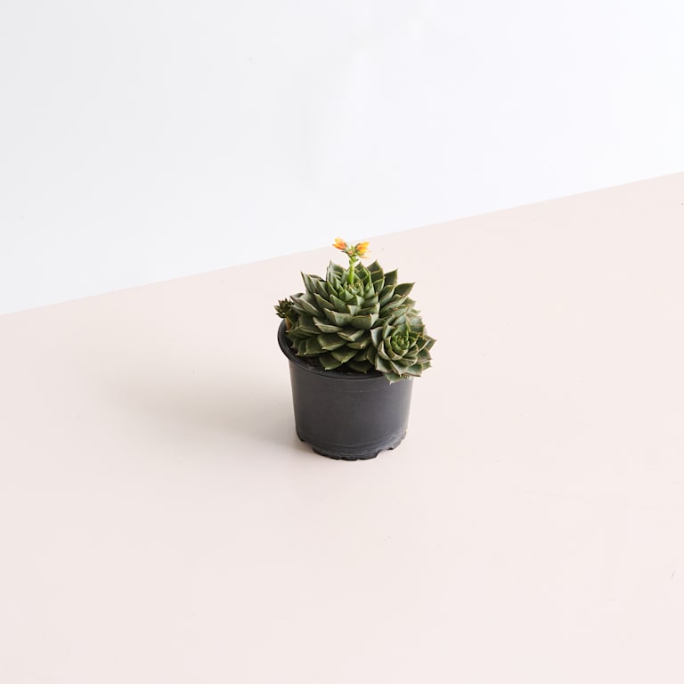 blume2000 Echeveria 'Fabiola' Preisnachlass