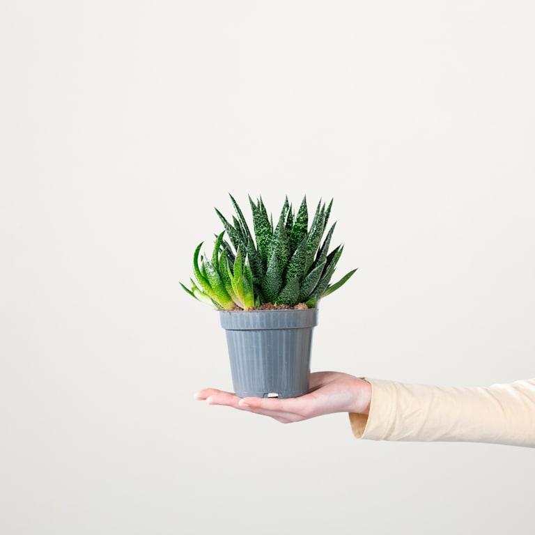 blume2000 Gasteria 'Due' S