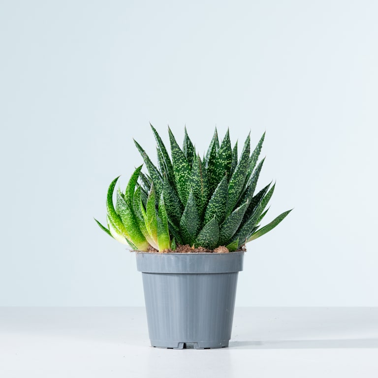 blume2000 Gasteria 'Due' S Weihnachtsangebot