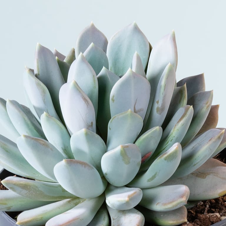 blume2000 Pachyveria 'Draco' M Lagerräumung
