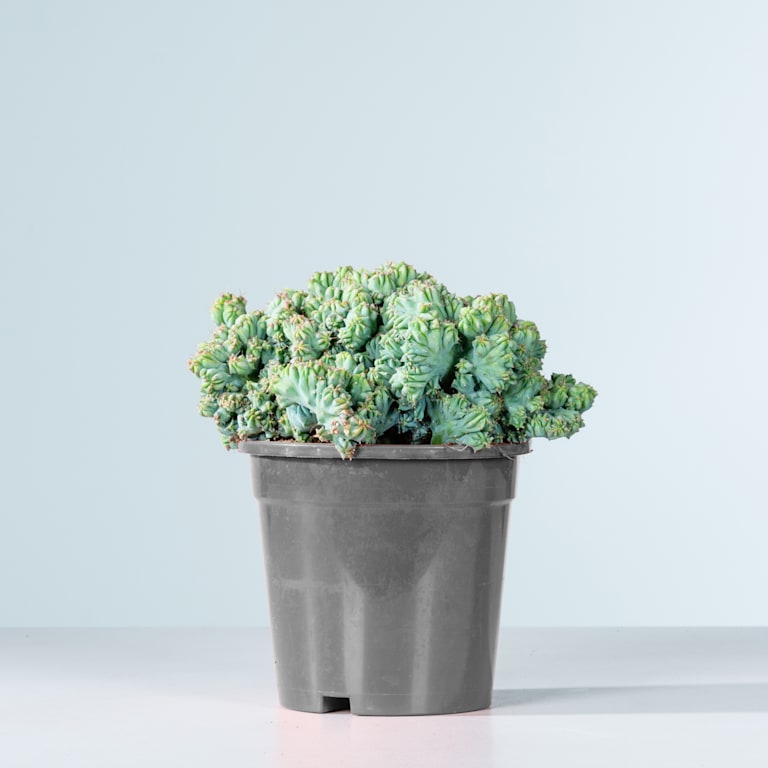 blume2000 Heidelbeerkaktus 'Cristata' Zeitlich begrenztes Angebot