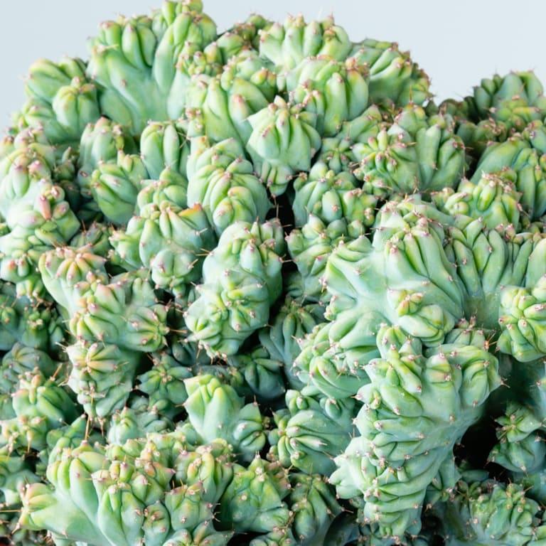 blume2000 Heidelbeerkaktus 'Cristata' Zeitlich begrenztes Angebot