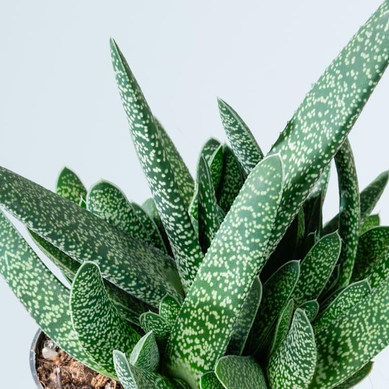 blume2000 Gasteria 'Verrucosa' Blitzangebot