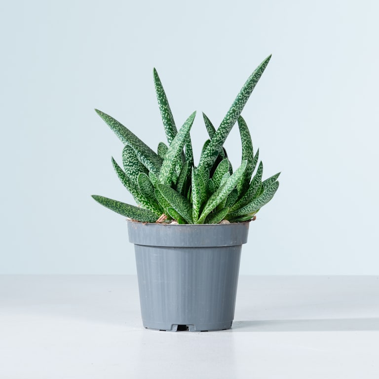 blume2000 Gasteria 'Verrucosa' Blitzangebot