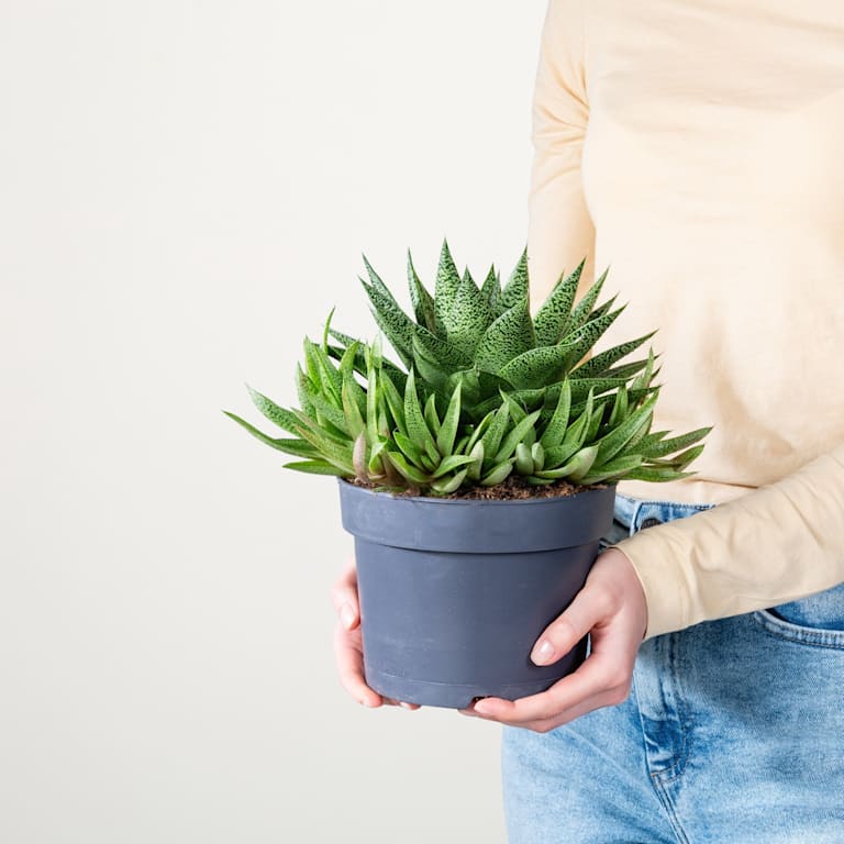 blume2000 Gasteria 'Tiga' M Große Rabatte