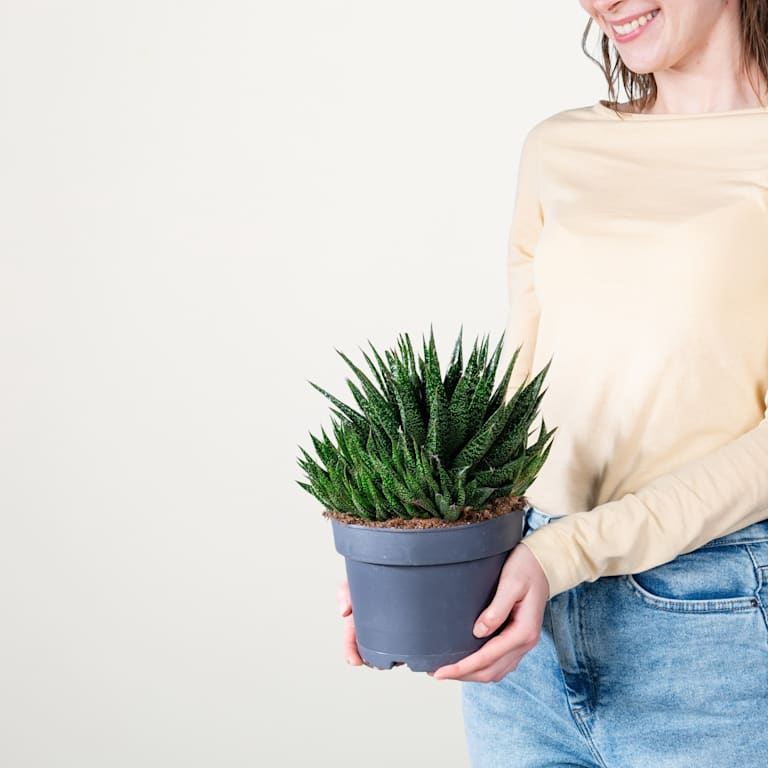 blume2000 Gasteria 'Due' M Neuheiten