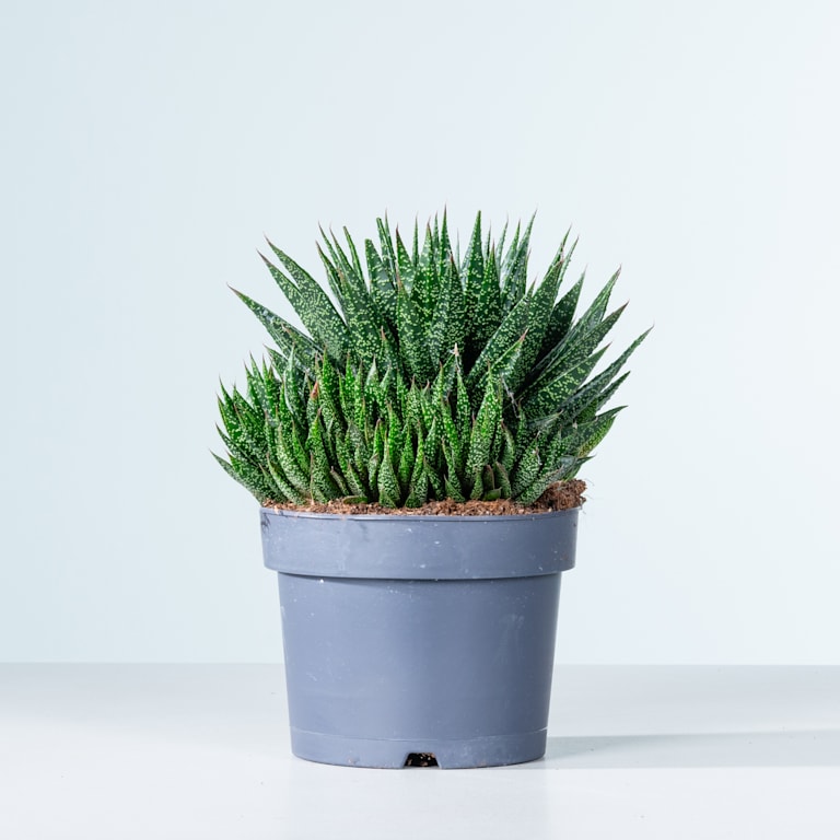 blume2000 Gasteria 'Due' M Neuheiten