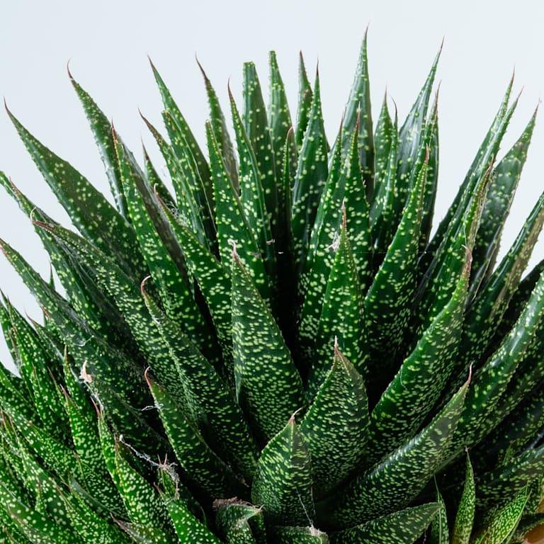 blume2000 Gasteria 'Due' M Neuheiten
