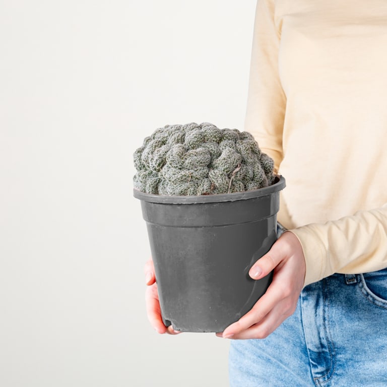 blume2000 Echinopsis 'Densispina forma Cristata' Bestseller