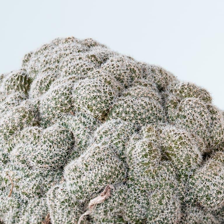 blume2000 Echinopsis 'Densispina forma Cristata' Bestseller