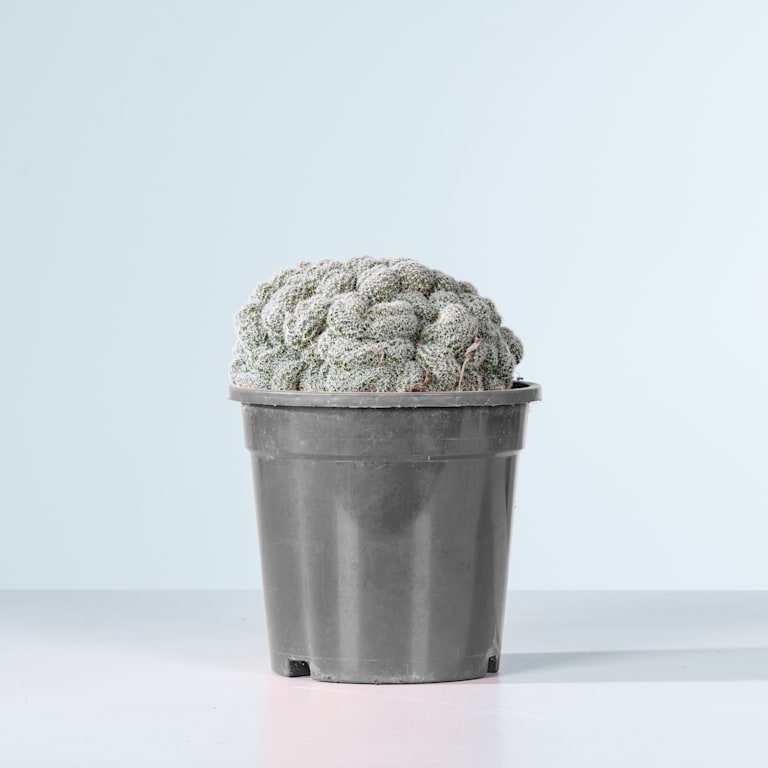blume2000 Echinopsis 'Densispina forma Cristata' Bestseller