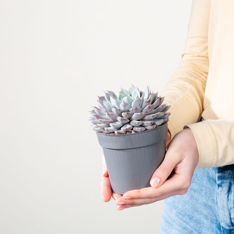 blume2000 Echeveria 'Texensis'