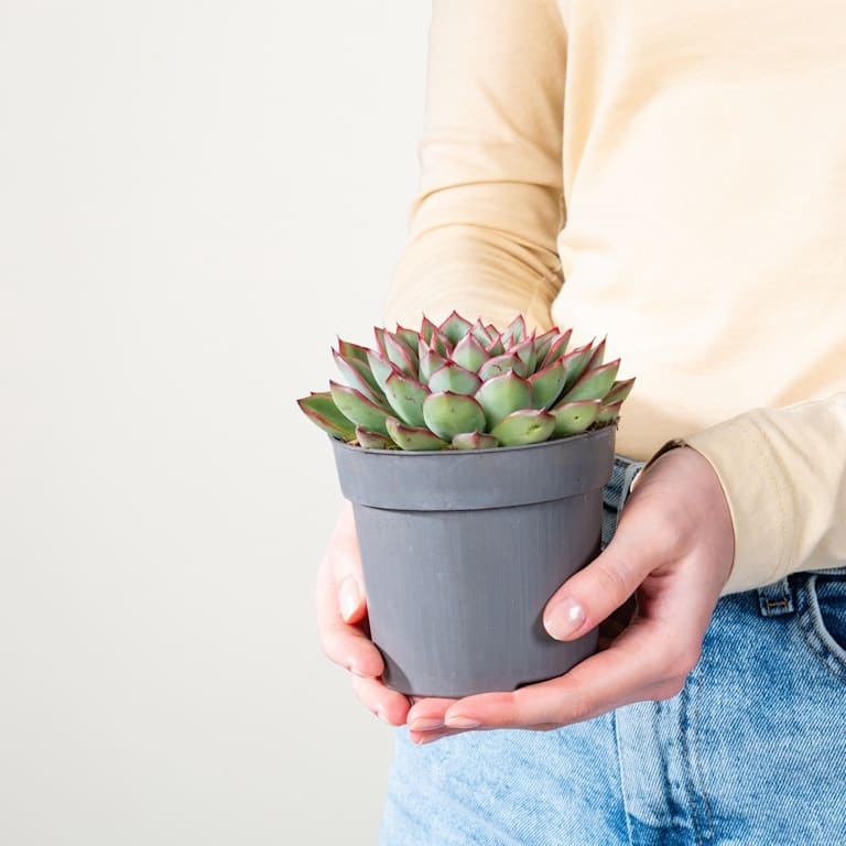 blume2000 Echeveria 'Skat' Räumungsverkauf