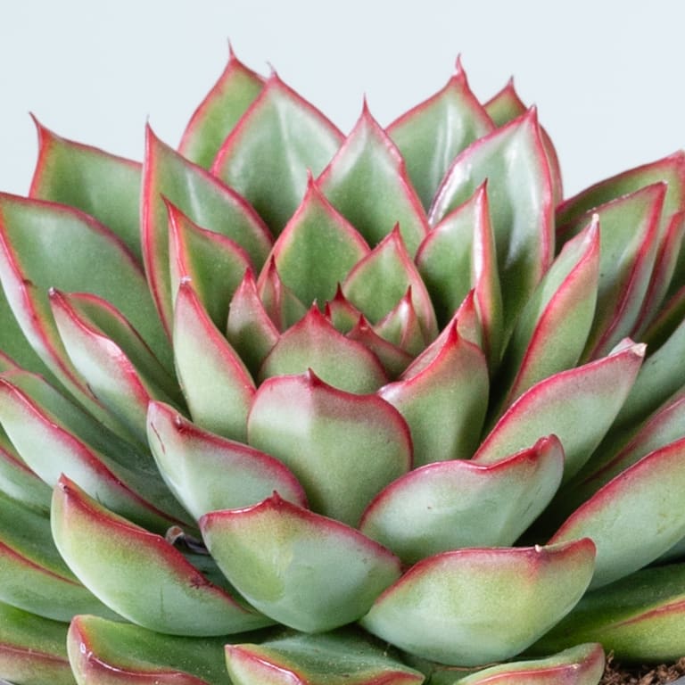blume2000 Echeveria 'Skat' Räumungsverkauf