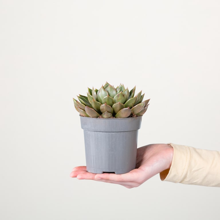 blume2000 Echeveria 'Mira'