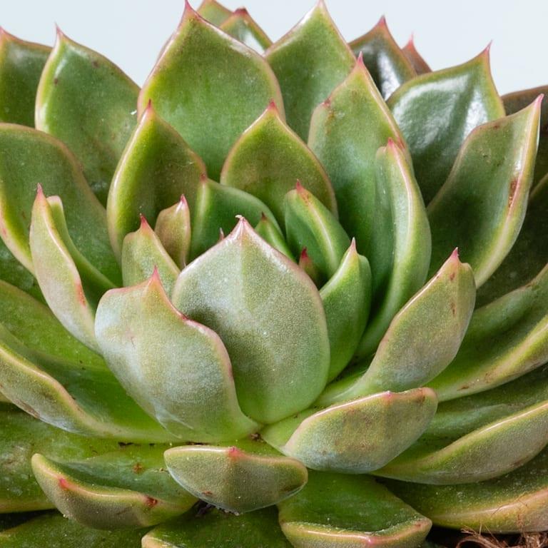 blume2000 Echeveria 'Mira' Tägliche Deals