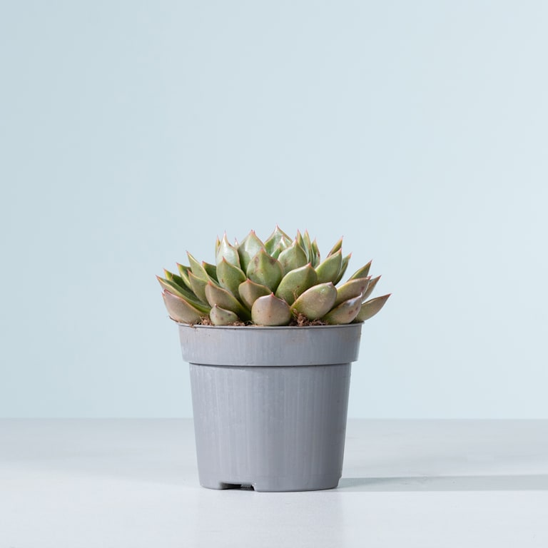 blume2000 Echeveria 'Mira' Tägliche Deals