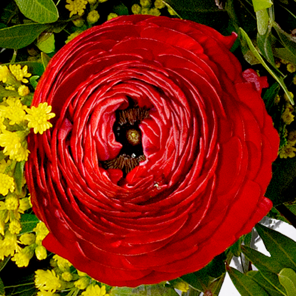 floraprima Premiumstrauß Blütenzauber mit Premiumvase & Ferrero Giotto 3er Flash Sale