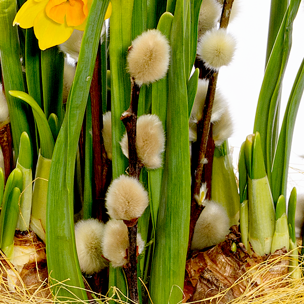 floraprima Blumenarrangement Narzissentraum Neueste Mode