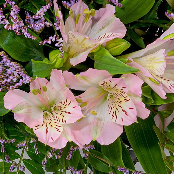 floraprima Blumenmix Kleiner Dank mit Ferrero Giotto 3er Tägliche Deals